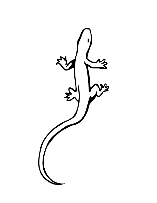 little lizard coloring pages Coloring4free