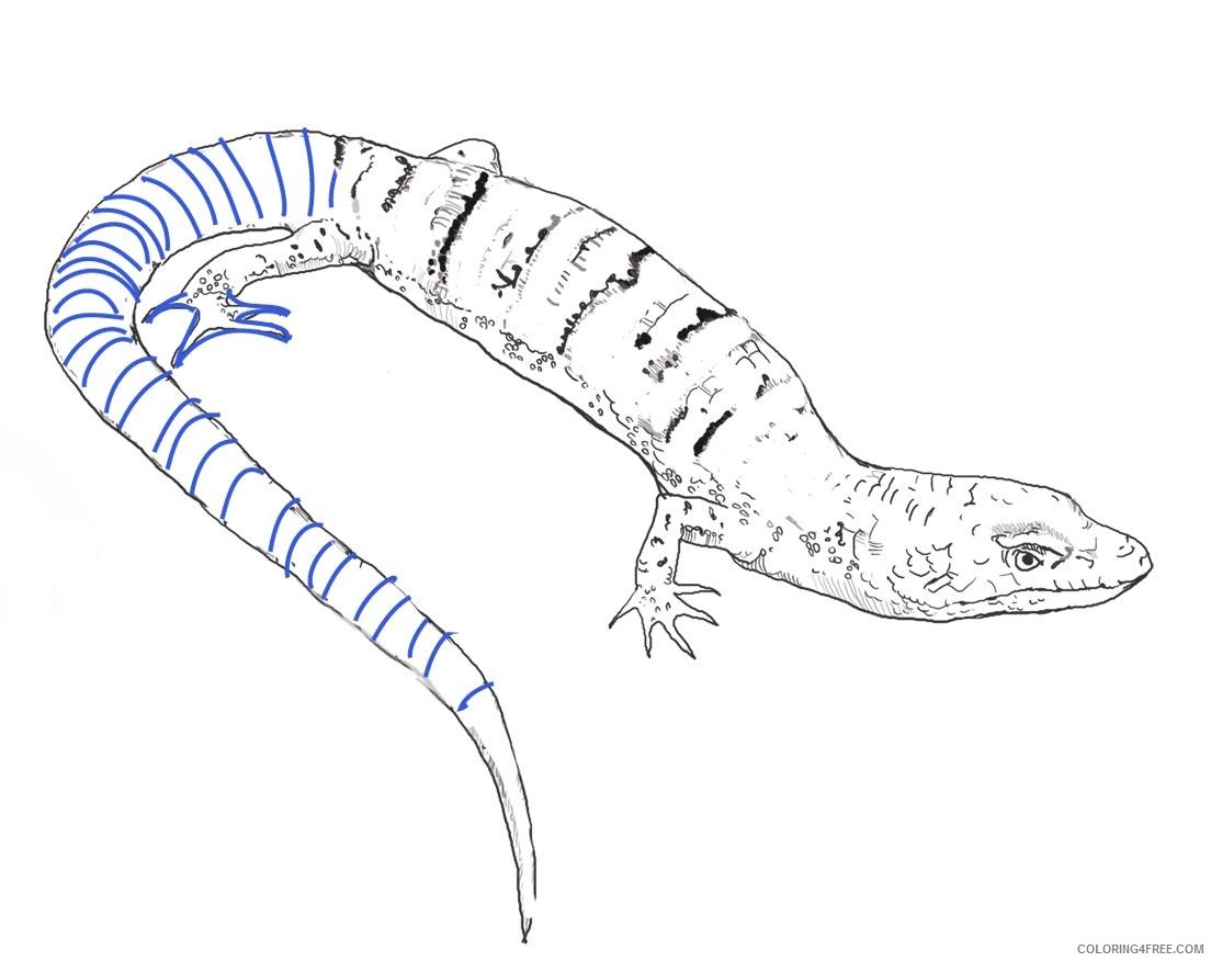 lizard coloring pages blue whiptail Coloring4free