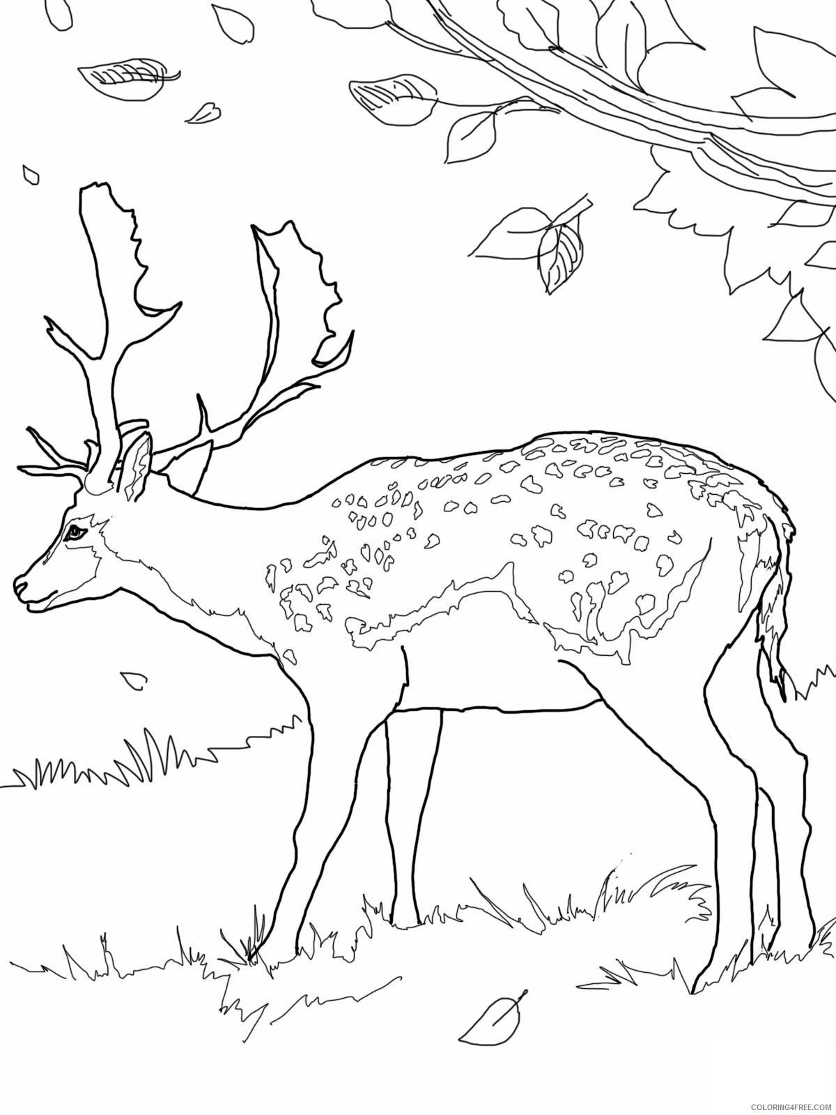 male deer coloring pages Coloring4free