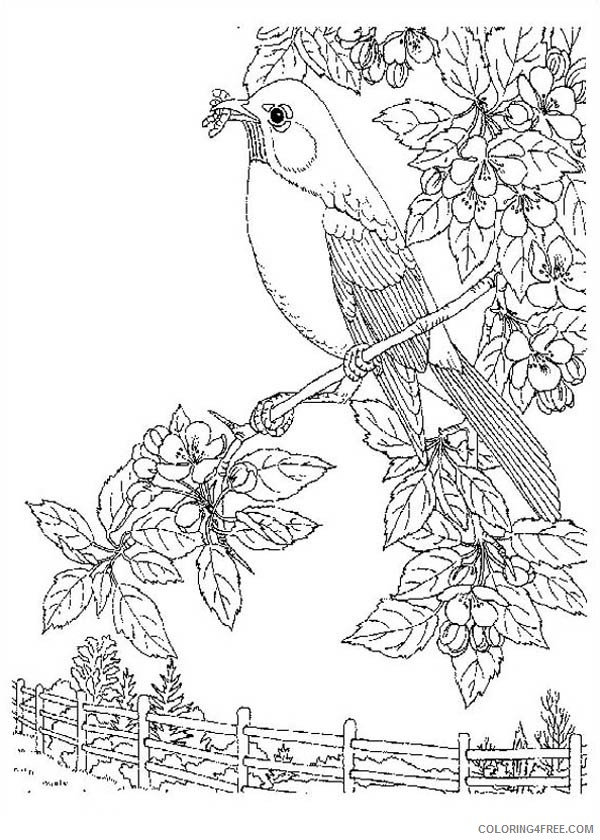 nature coloring pages bird on tree Coloring4free
