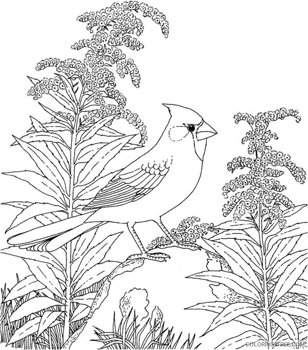 northern cardinal bird coloring pages Coloring4free