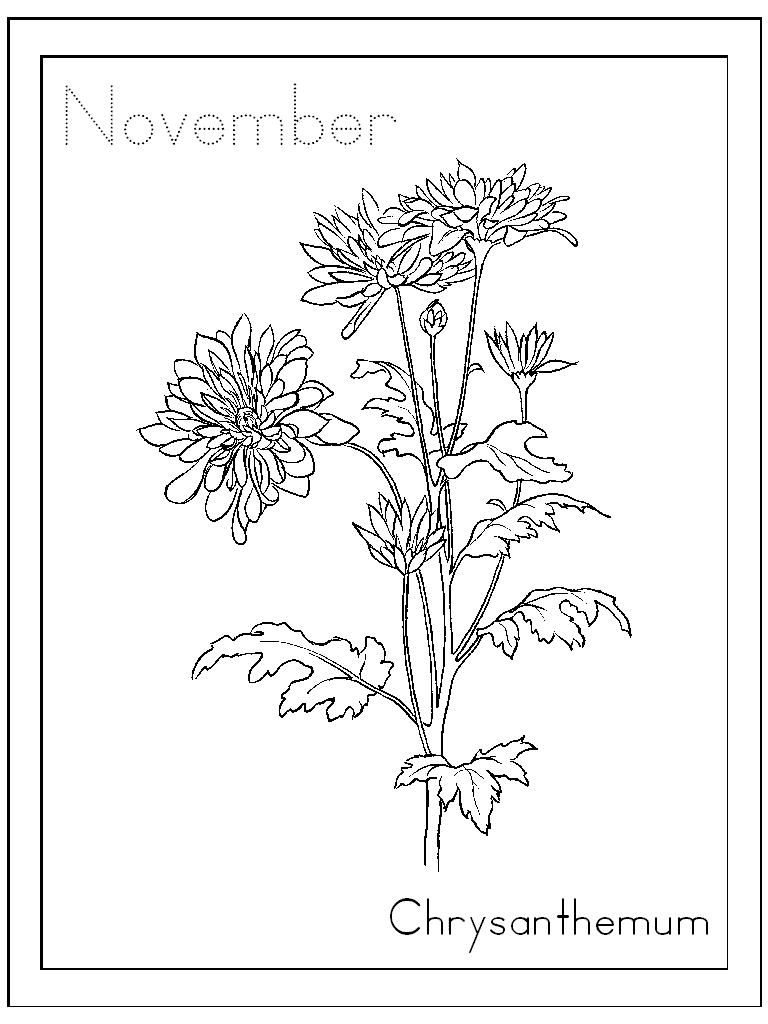 november coloring pages chrysanthemum flower Coloring4free