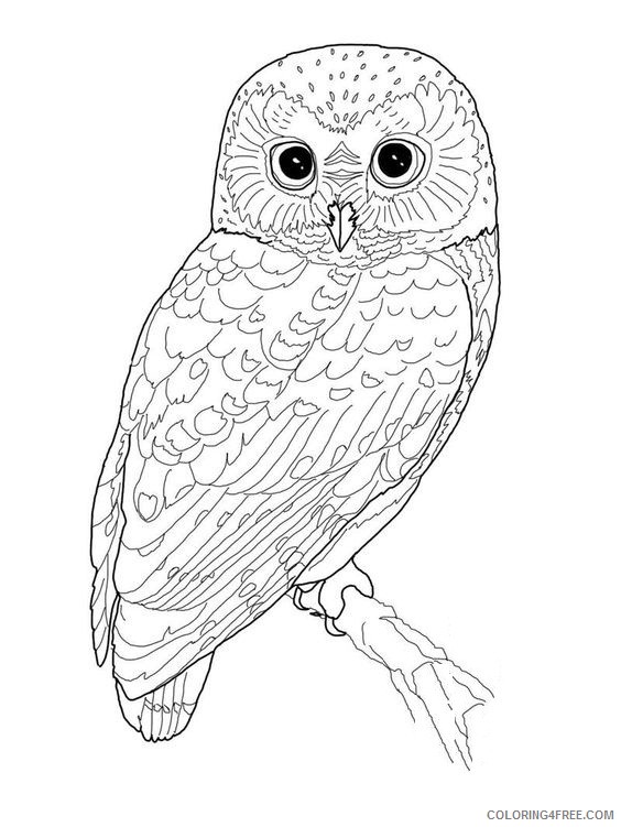 owl bird coloring pages Coloring4free