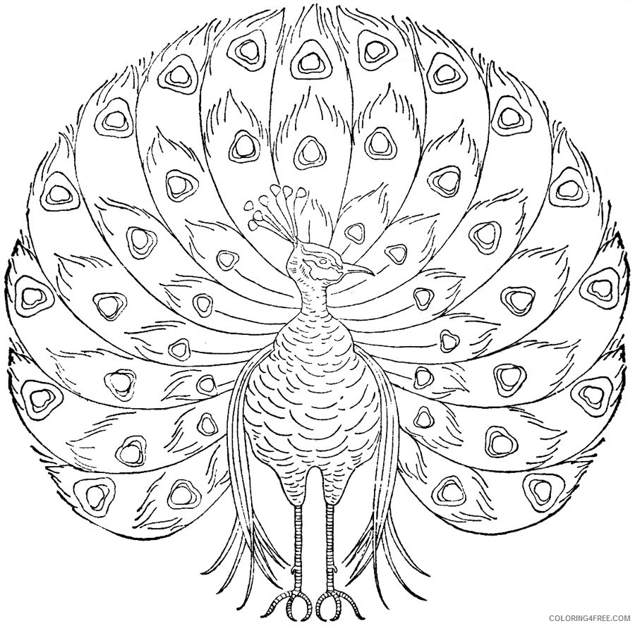 peacock coloring pages free to print Coloring4free