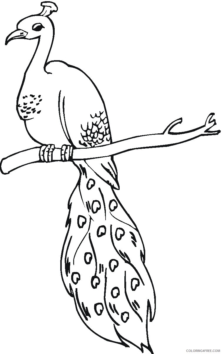 peacock coloring pages on tree branch Coloring4free