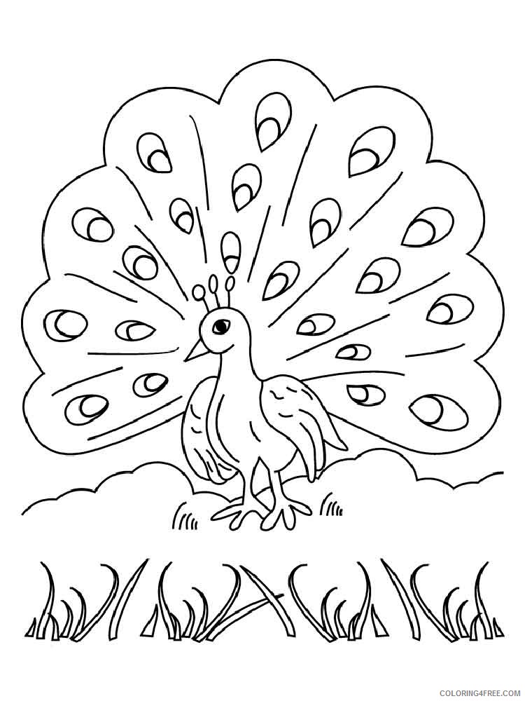 peacock coloring pages tail up for kids Coloring4free