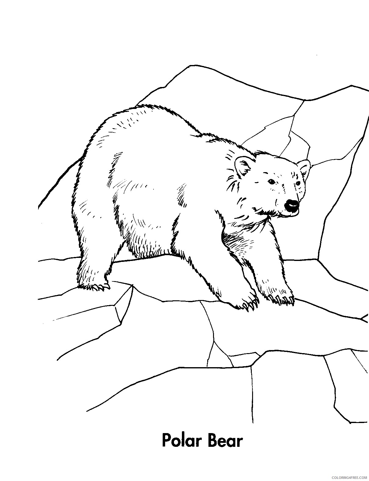polar bear coloring pages on snow Coloring4free