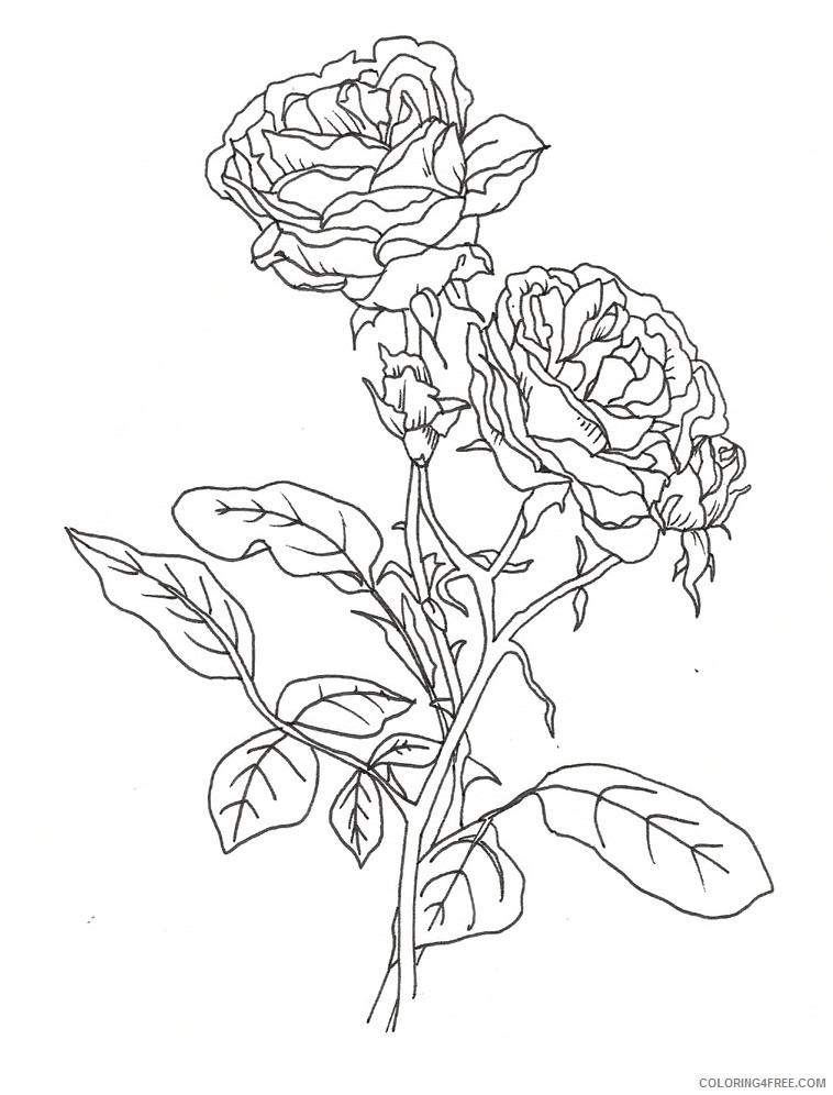 pretty coloring pages of roses Coloring4free