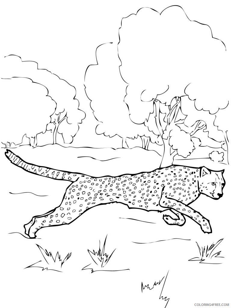 printable cheetah coloring pages Coloring4free