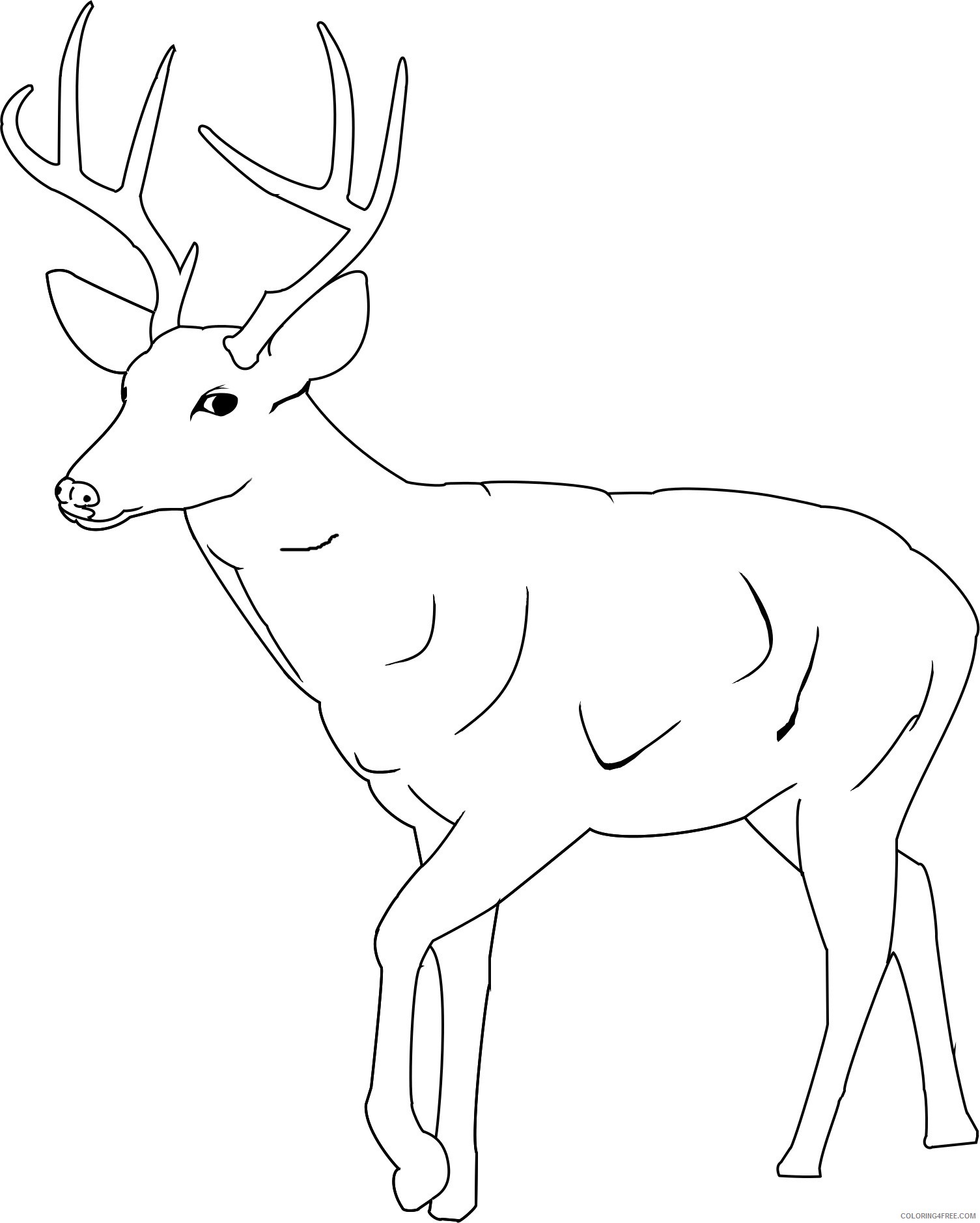 printable deer coloring pages Coloring4free