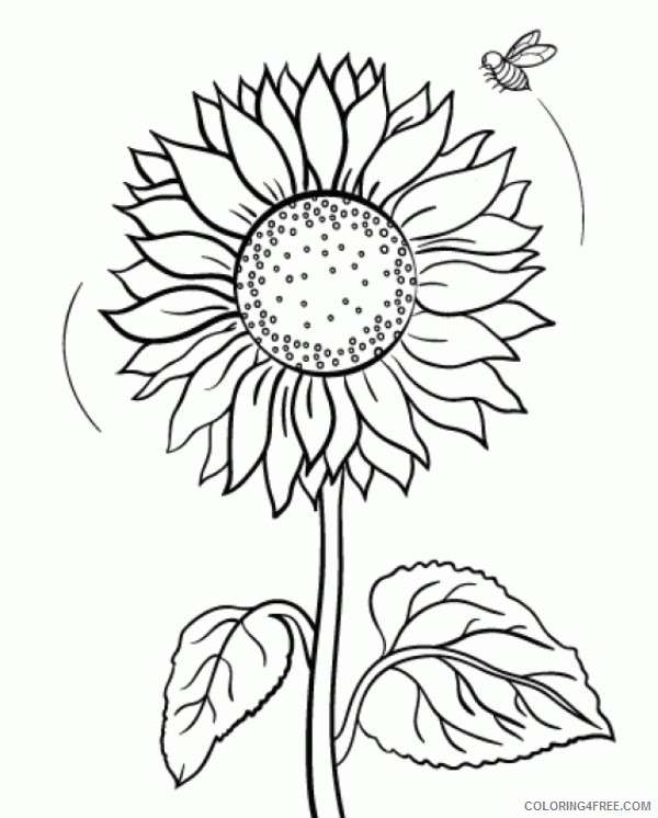 printable sunflower coloring pages Coloring4free
