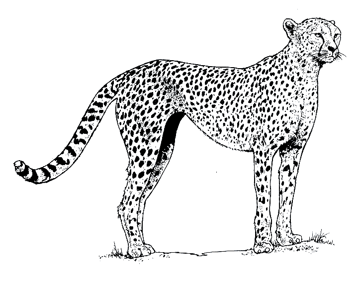 realistic cheetah coloring pages Coloring4free