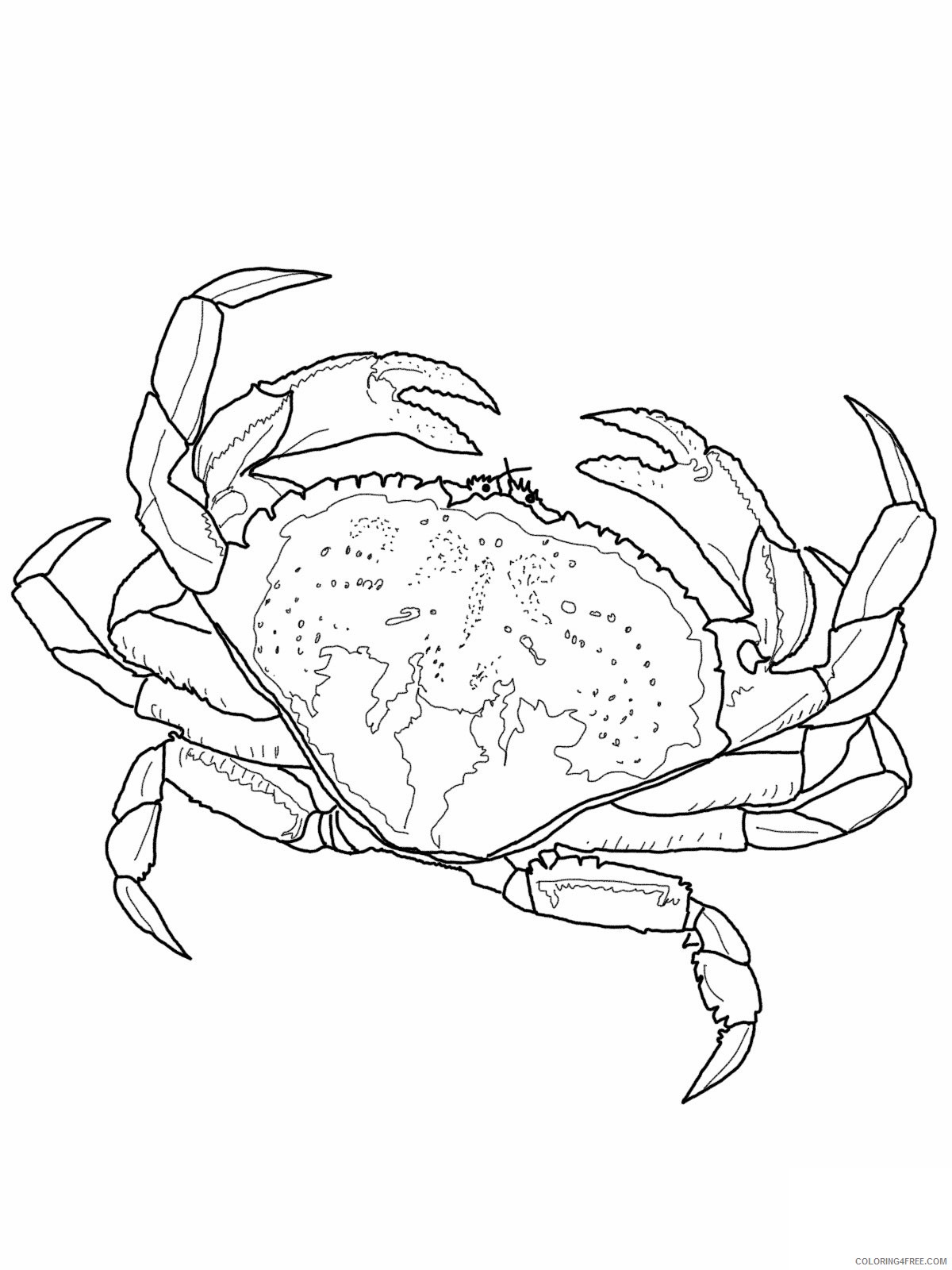 realistic crab coloring pages Coloring4free