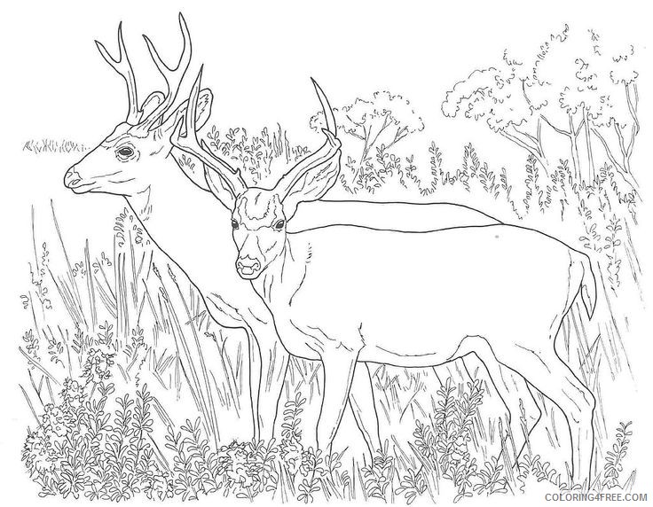 realistic deer coloring pages Coloring4free