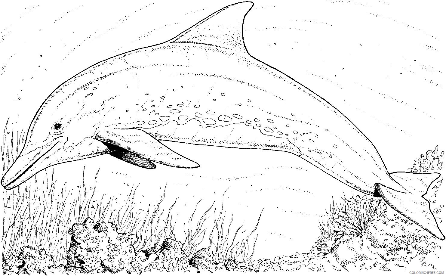 realistic dolphin coloring pages Coloring4free