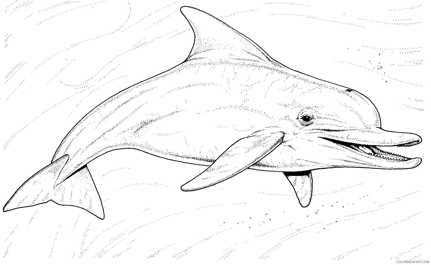 realistic dolphin coloring pages underwater Coloring4free