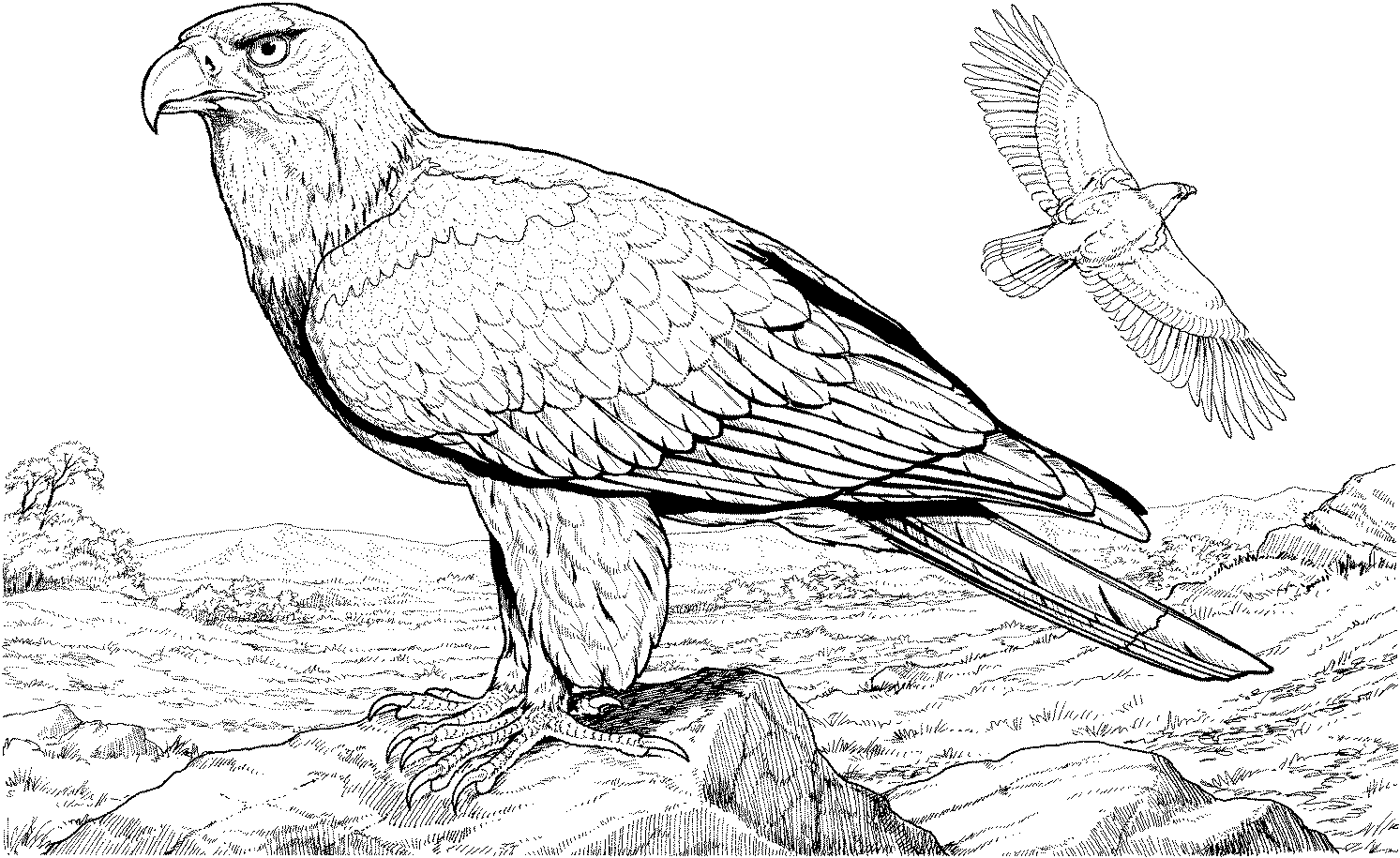 realistic eagle coloring pages Coloring4free