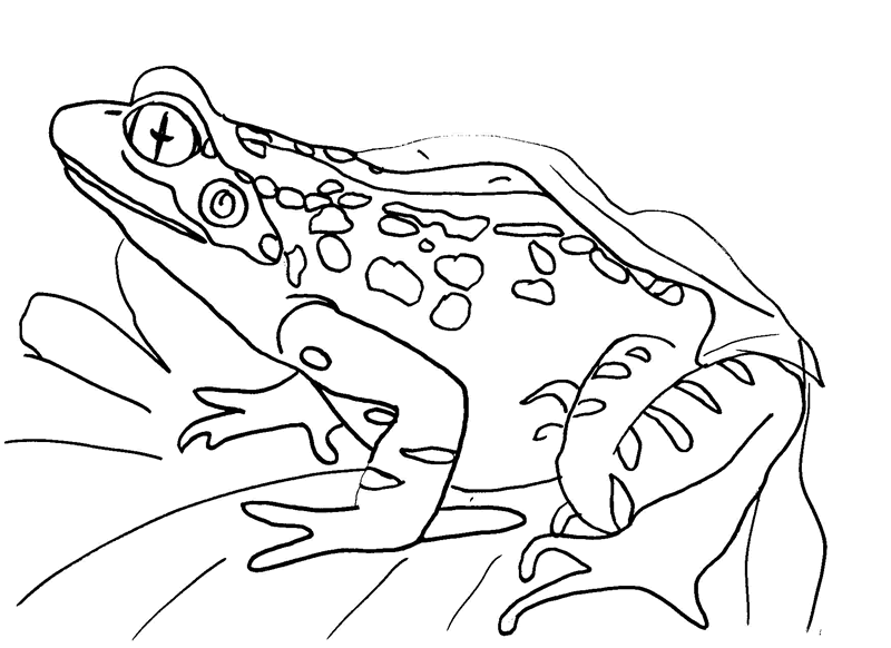 realistic frog coloring pages Coloring4free