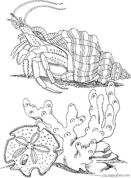 realistic hermit crab coloring pages Coloring4free