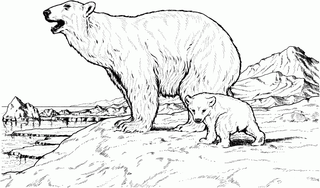 realistic polar bear coloring pages in north pole Coloring4free
