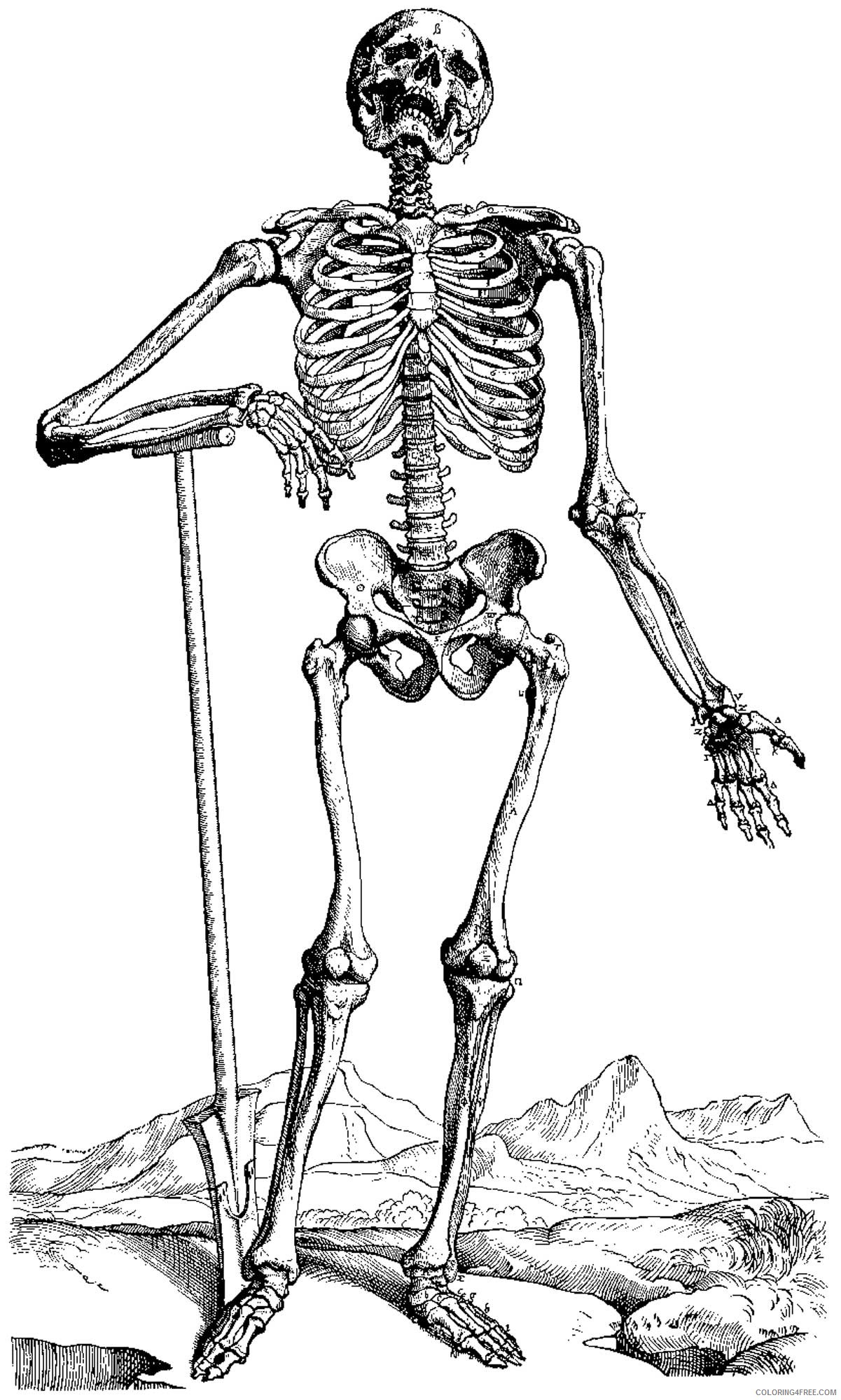 realistic skeleton coloring pages Coloring4free