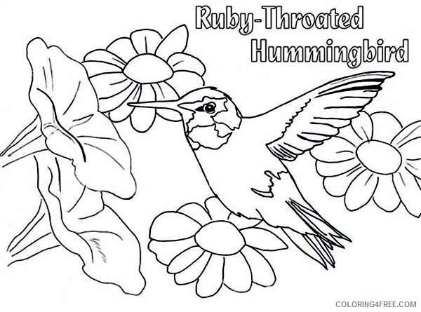ruby throated hummingbird coloring pages to print Coloring4free