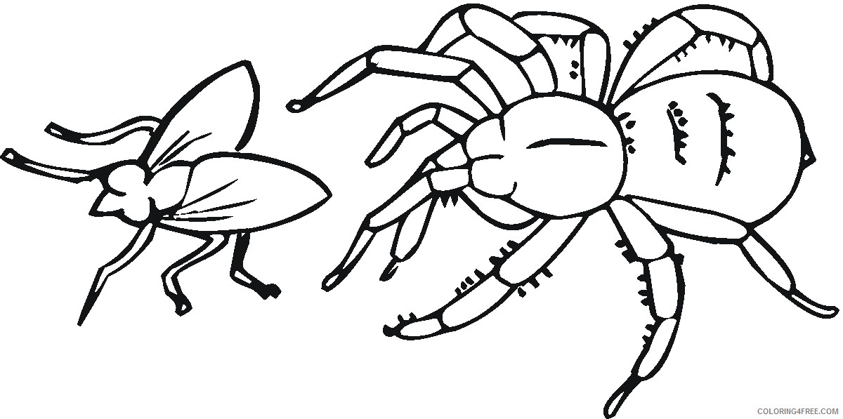 spider coloring pages hunting insect Coloring4free