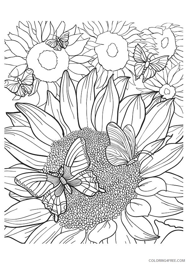 sunflower coloring pages and butterflies Coloring4free