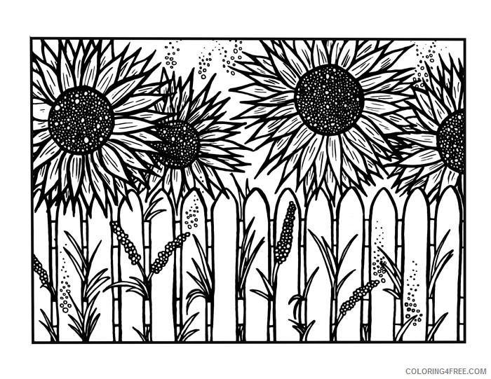 sunflower coloring pages behind the fence Coloring4free