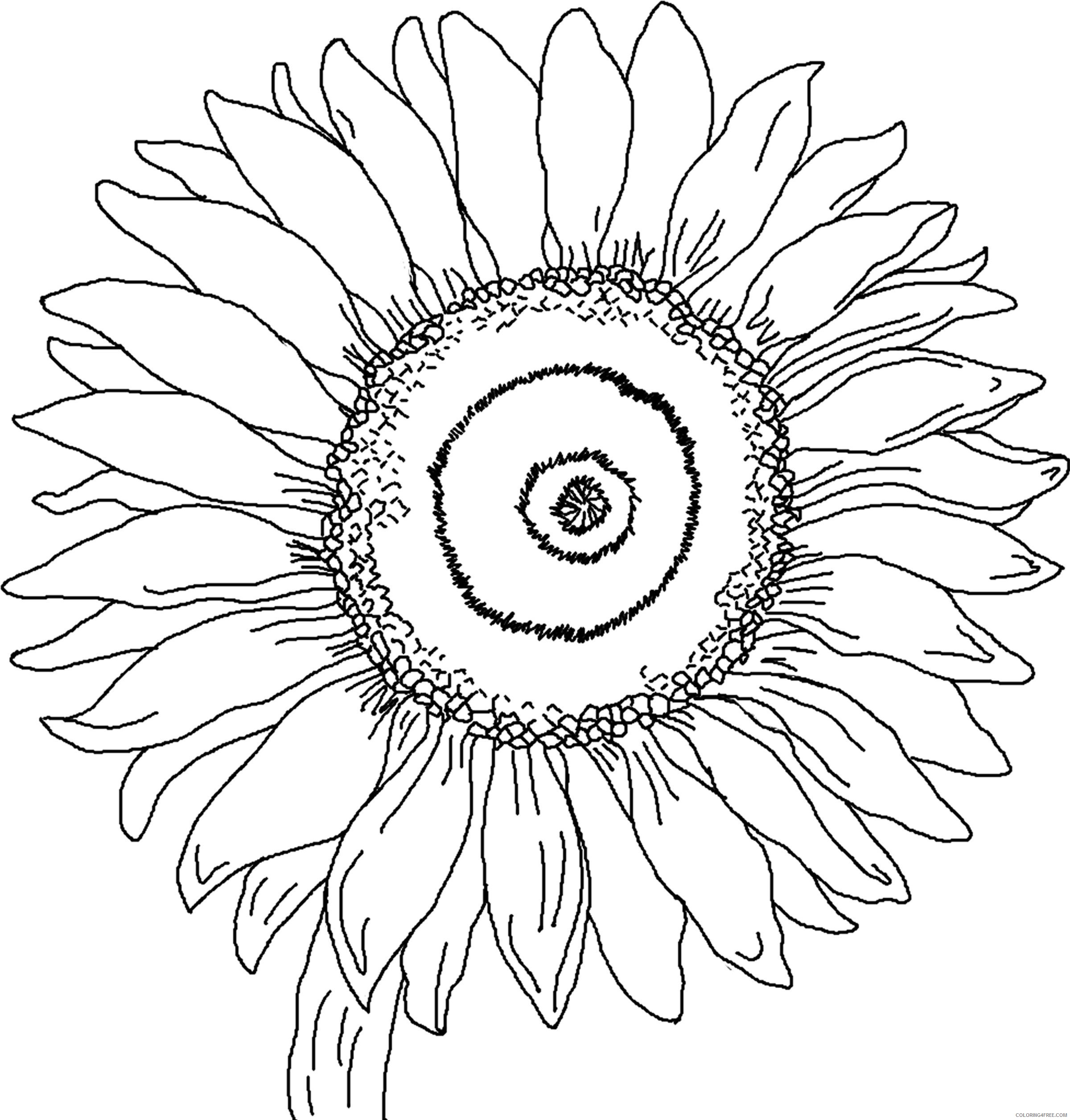 sunflower coloring pages petals Coloring4free