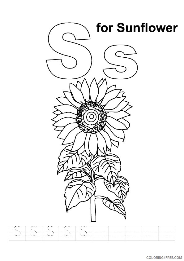 sunflower coloring pages s for sunflower Coloring4free