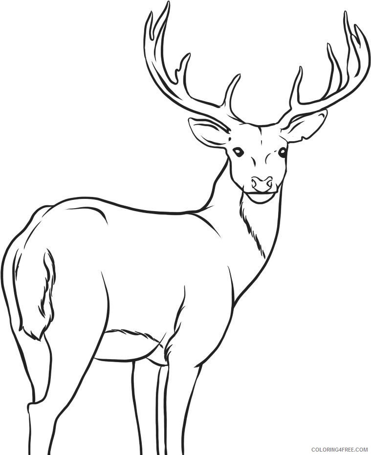 whitetail deer coloring pages Coloring4free