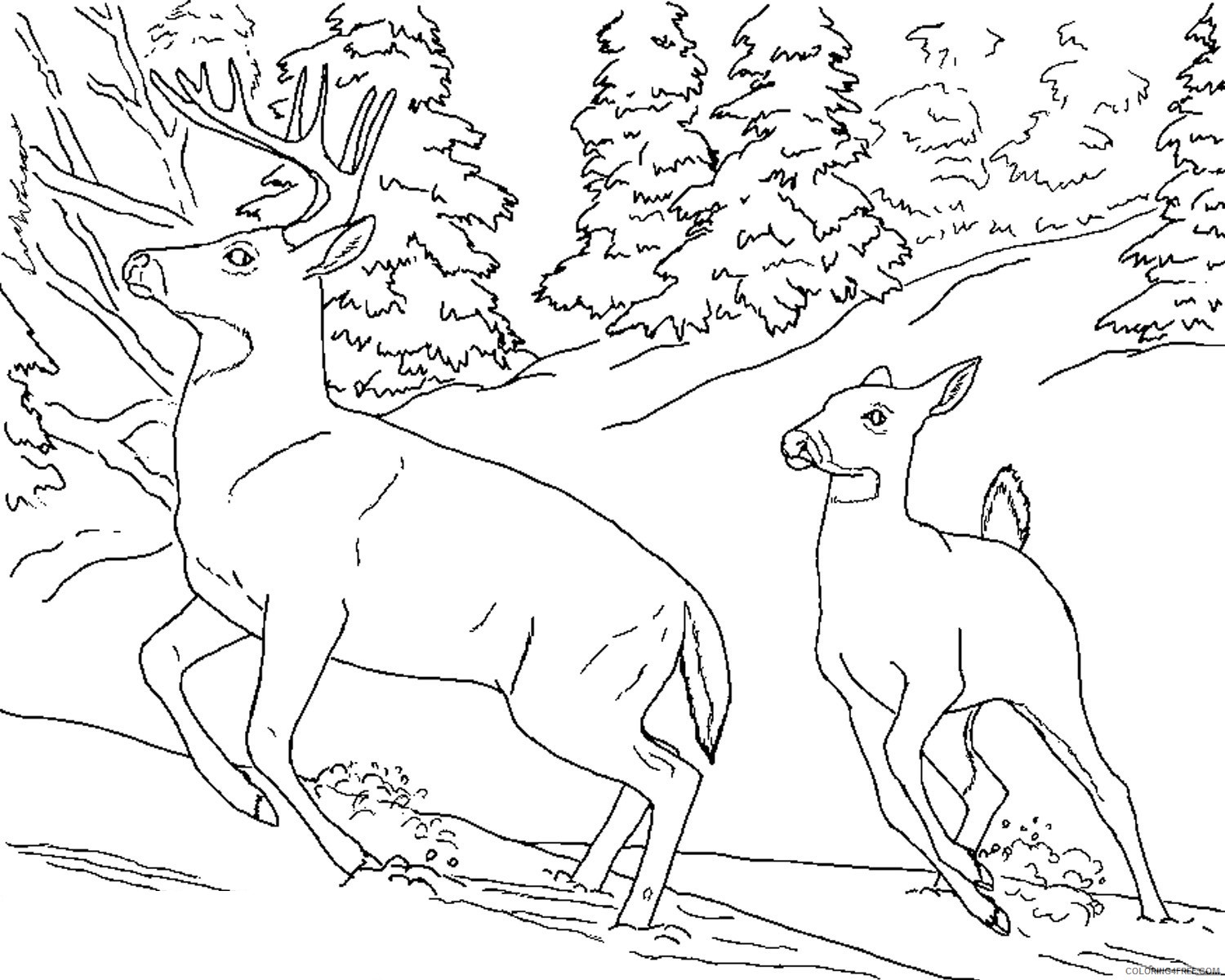 whitetail deer coloring pages to print Coloring4free
