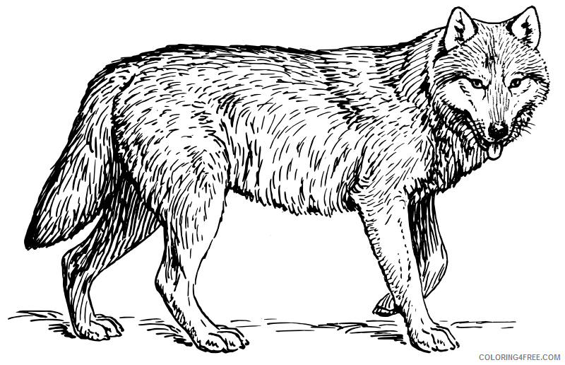 wolf coloring pages realistic Coloring4free