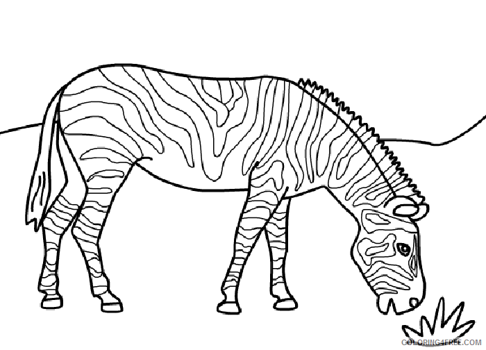zebra coloring pages eating grass Coloring4free