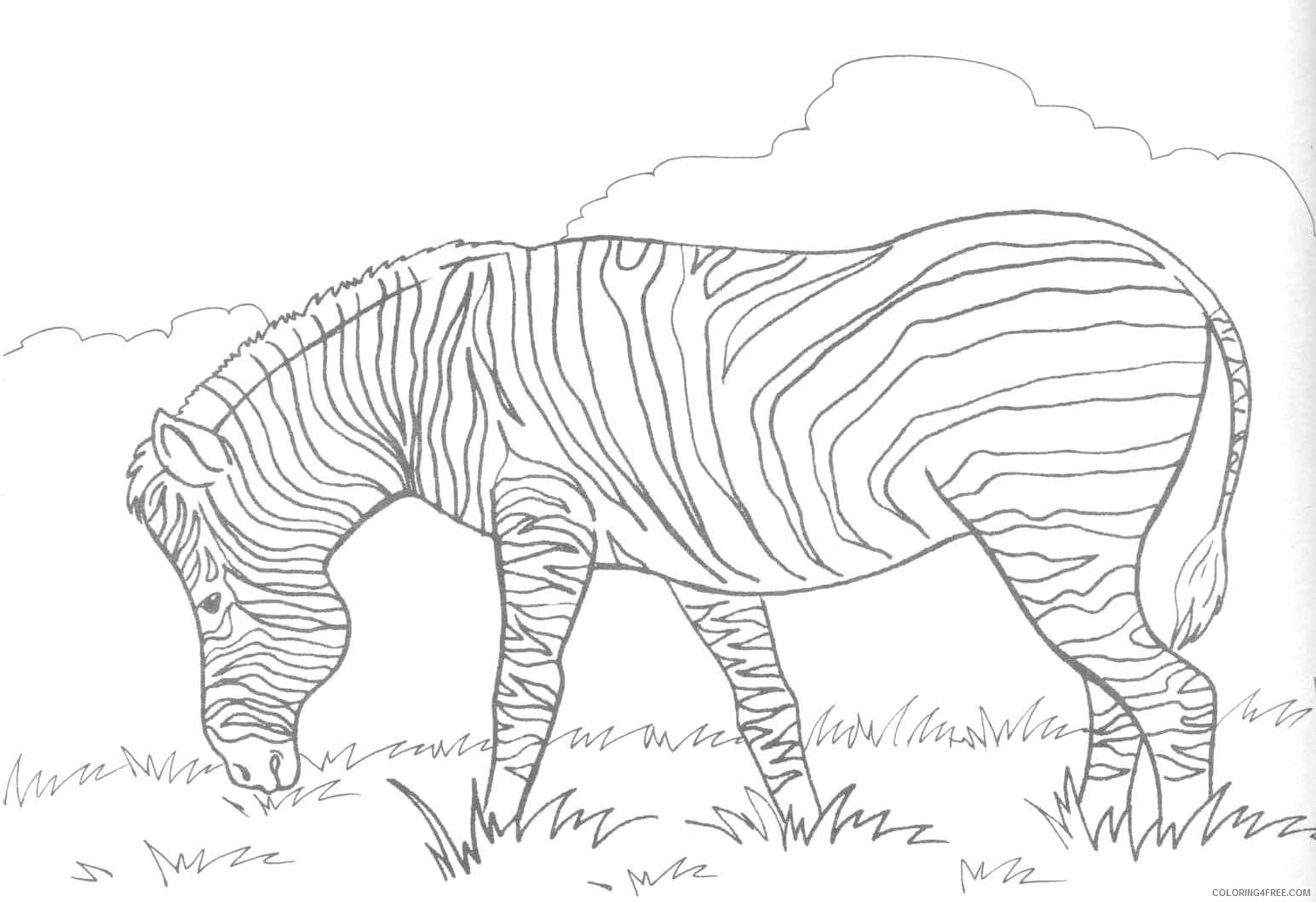 zebra coloring pages in grassland Coloring4free