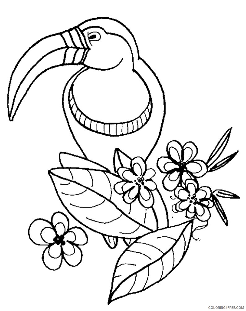 zoo animal coloring pages toucan bird Coloring4free