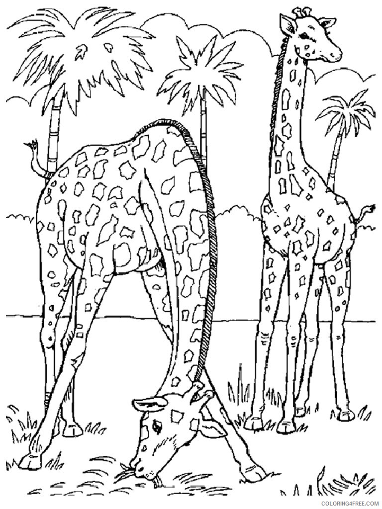 zoo animal coloring pages two giraffes Coloring4free