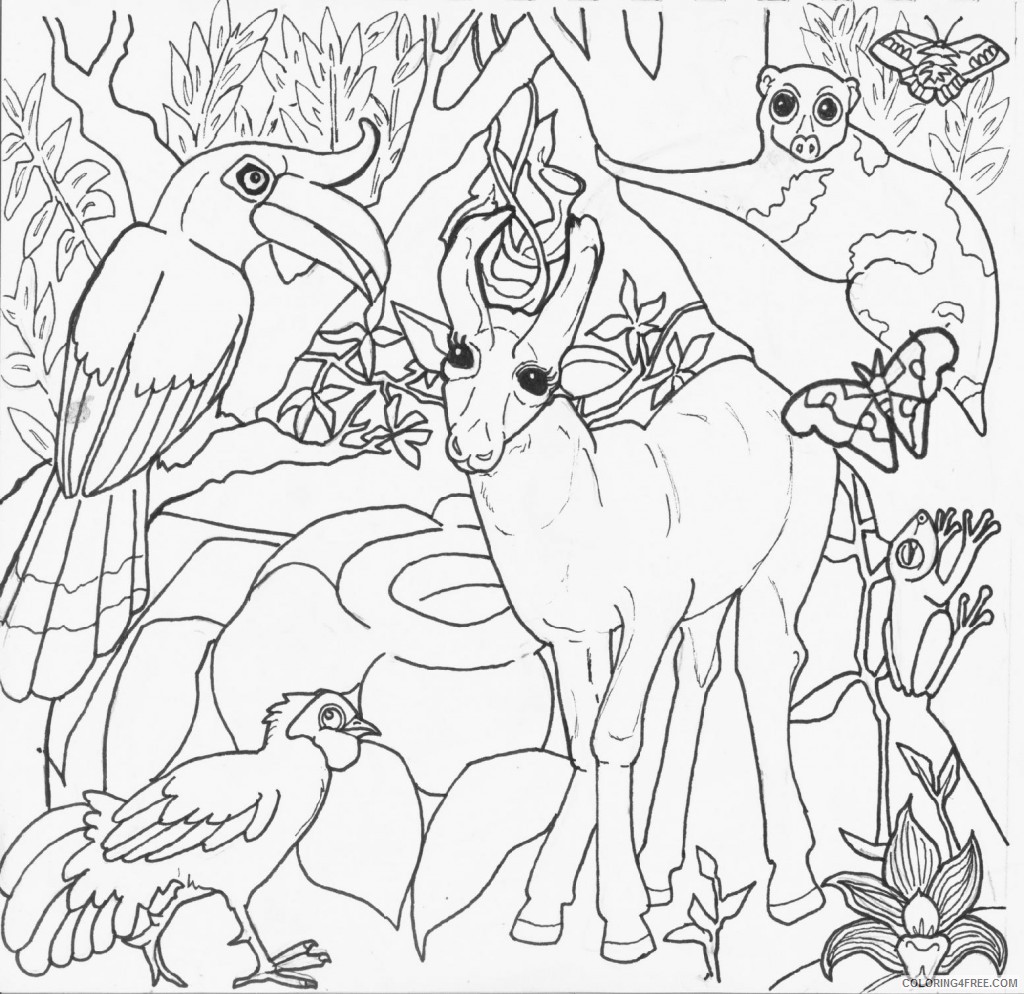 amazon rainforest animals coloring pages Coloring4free