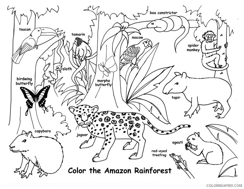 amazon rainforest coloring pages animals Coloring4free