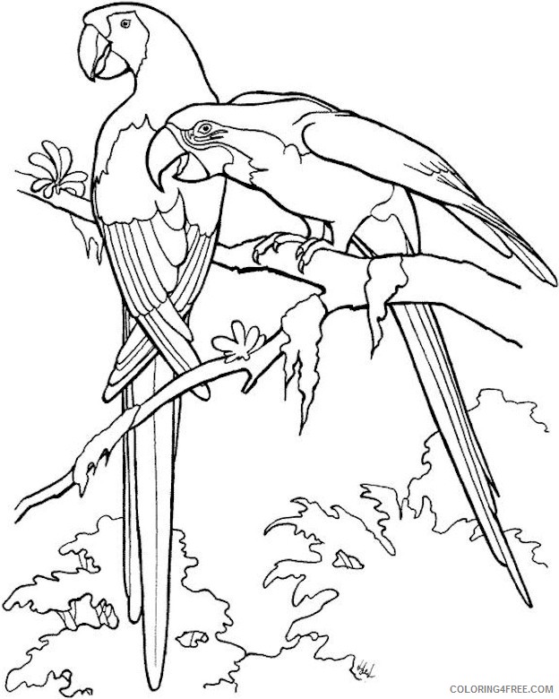 amazon rainforest coloring pages macaws parrot Coloring4free