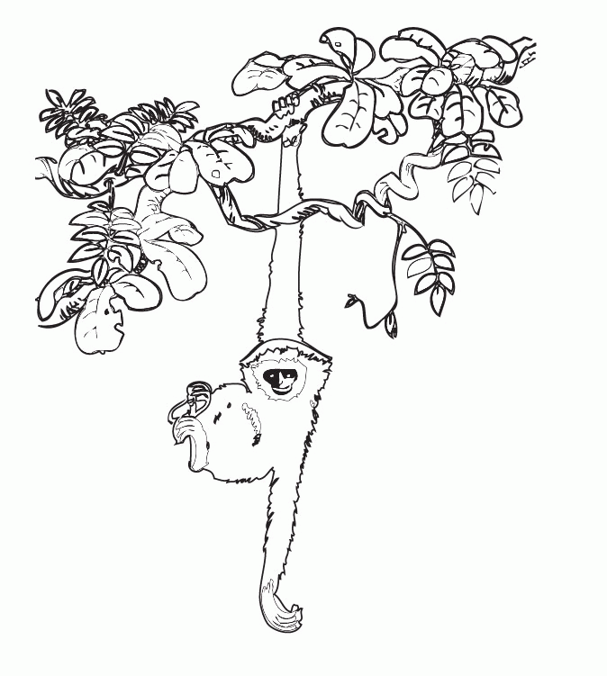amazon rainforest coloring pages sloth hanging Coloring4free