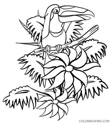 amazon rainforest coloring pages toucan bird Coloring4free