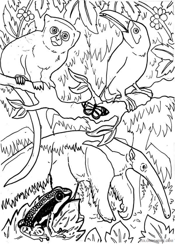 animals in amazon rainforest coloring pages Coloring4free
