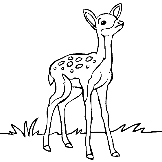 baby deer coloring pages Coloring4free