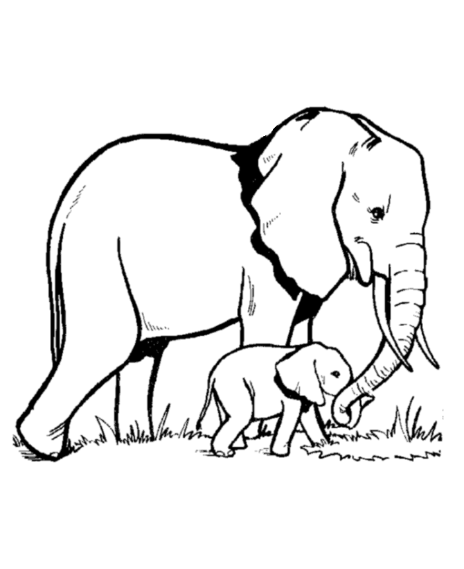 baby elephant coloring pages and mom Coloring4free