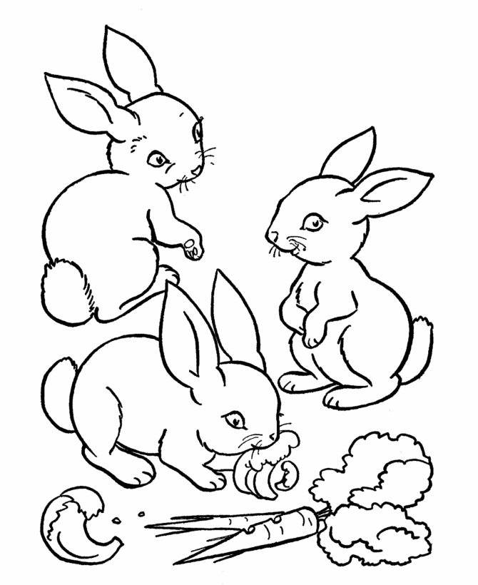 baby rabbit coloring pages eating carrot Coloring4free