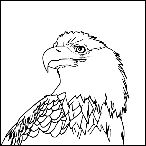 bald eagle head coloring pages Coloring4free