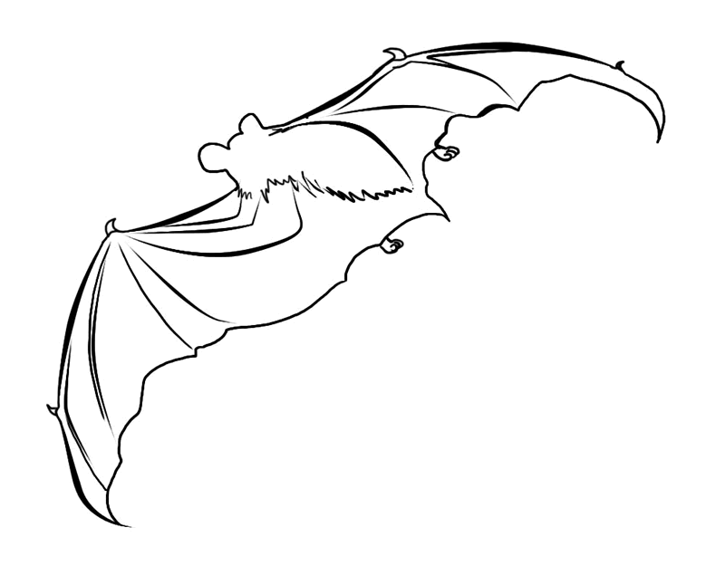 bat coloring pages printable for kids Coloring4free