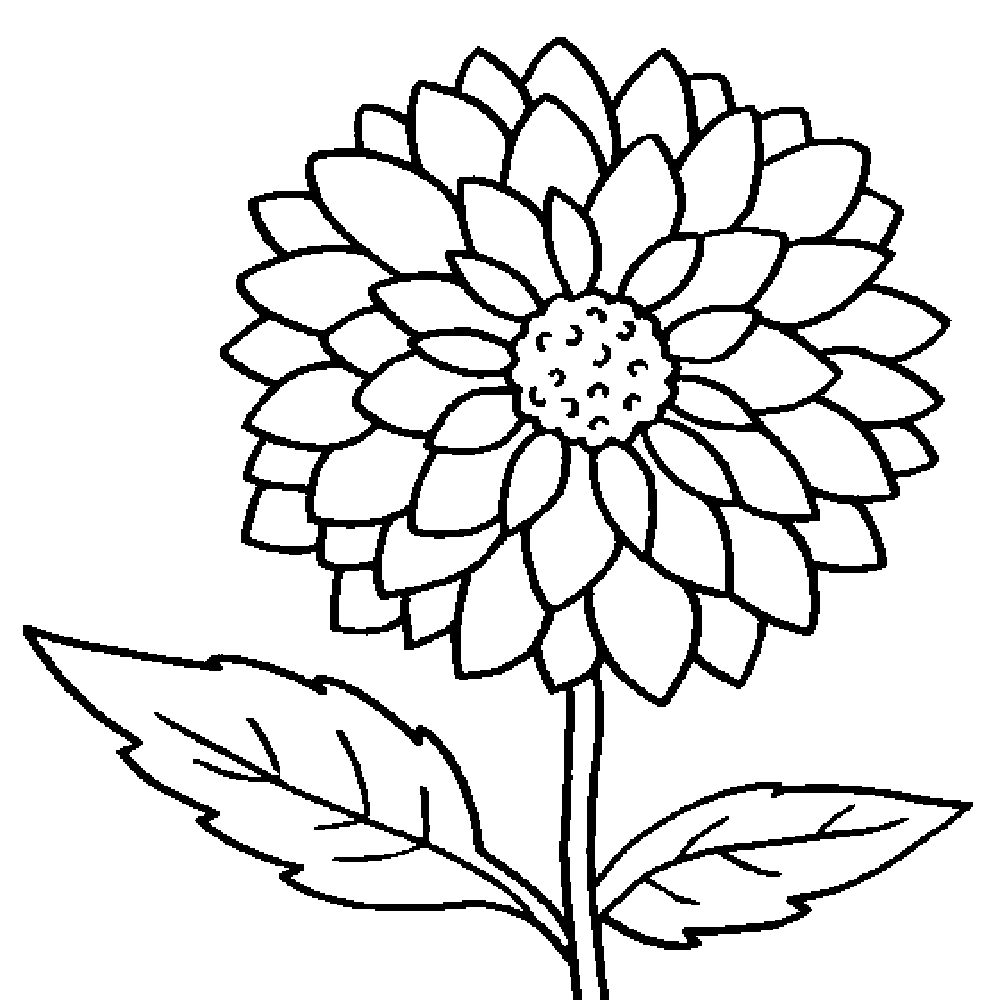 beautiful dahlia flower coloring pages Coloring4free